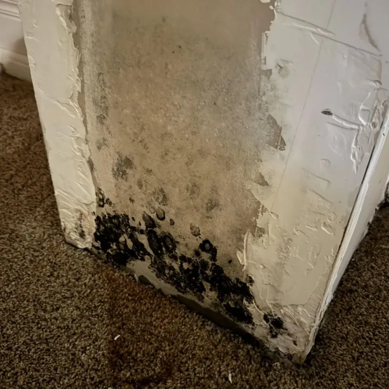 Professional Mold Removal in Claryville, KY